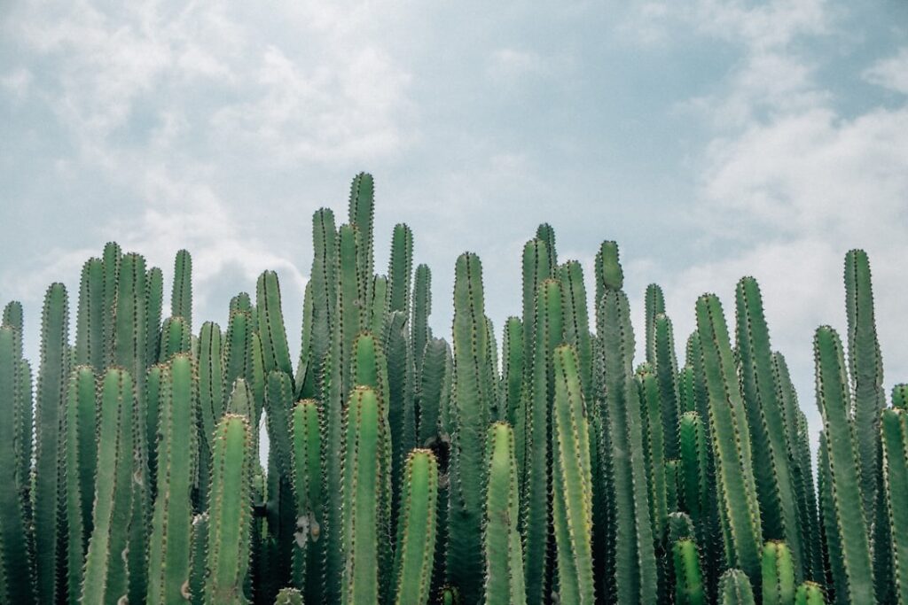 Cactus, sfeerbeeld bij How to Love